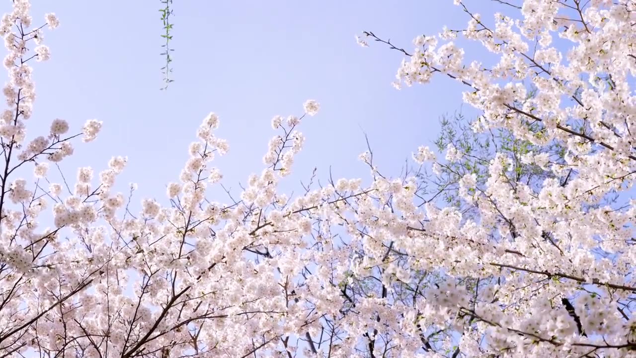 北京春天玉渊潭公园 樱花观赏季 蓝天背景粉色樱花视频素材