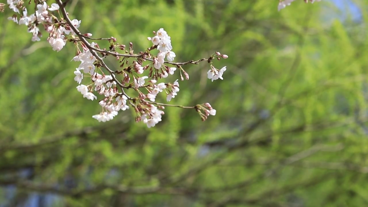 樱花开满枝头特写视频素材