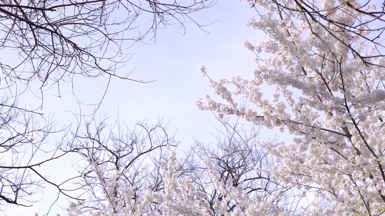 北京玉渊潭公园 低视角拍摄枝繁叶茂樱花 乌鸦从天空飞过视频素材