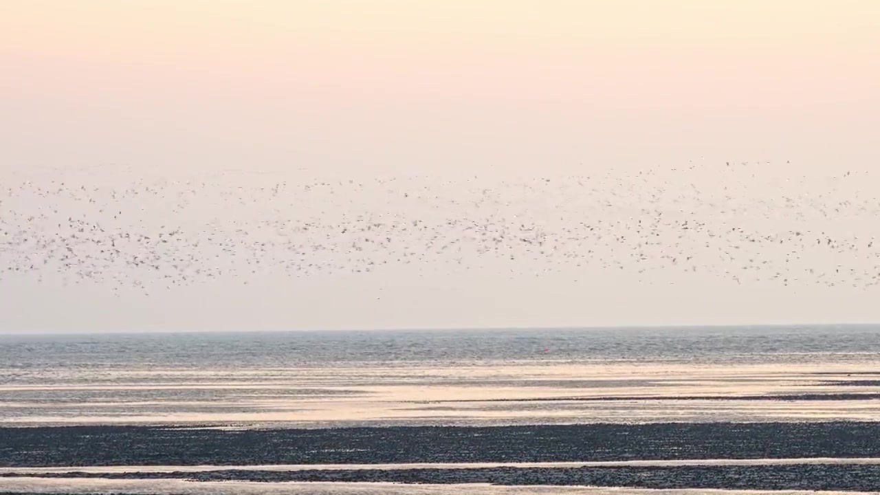 【合集】海面鸟群视频素材