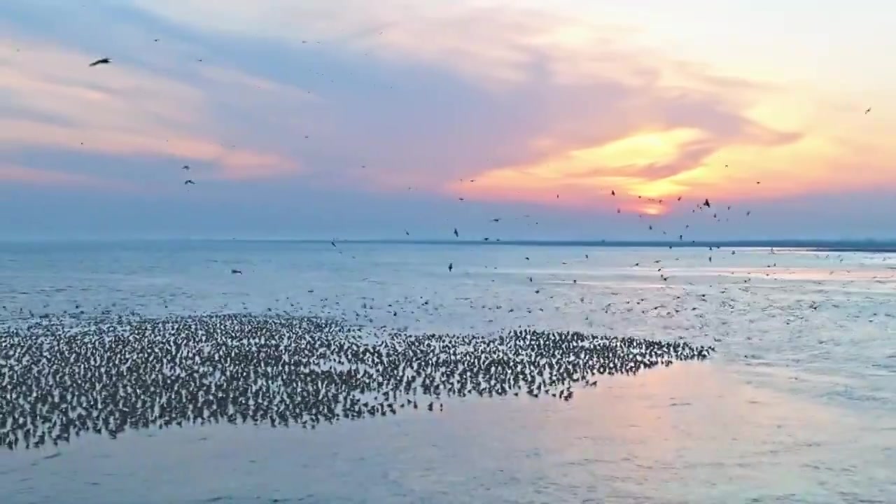 【合集】夕阳大海鸟群视频素材