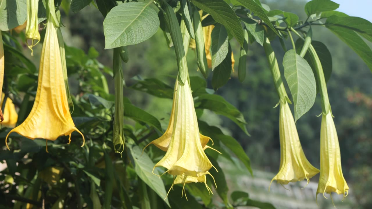 绿植曼陀罗视频素材