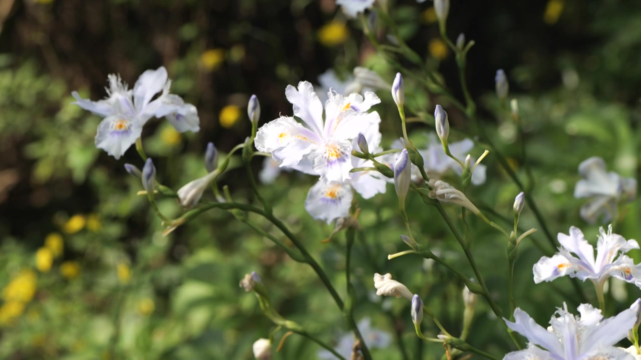 蝴蝶花绿植视频素材