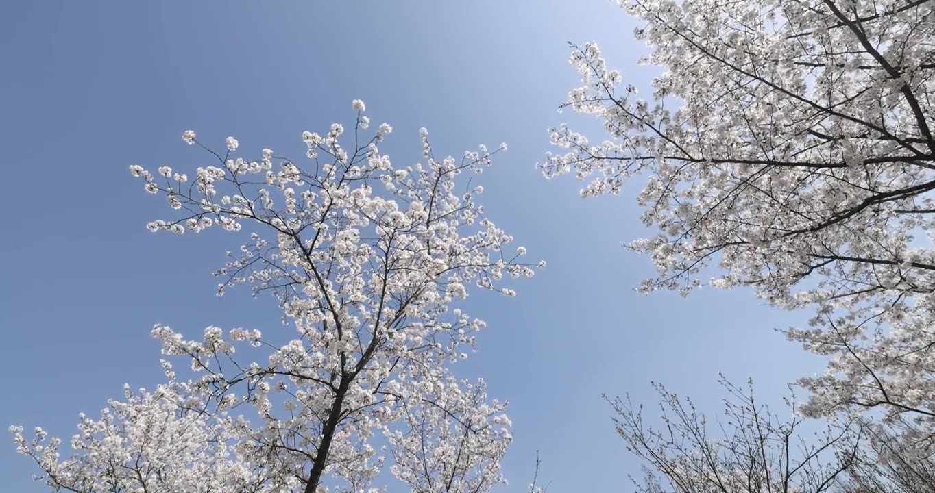 阳光照射下的樱花树4K视频素材