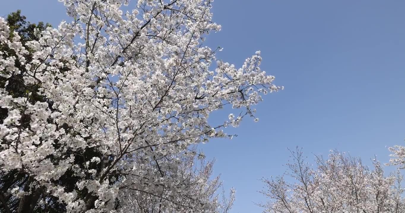 樱花树在风中摇曳视频素材