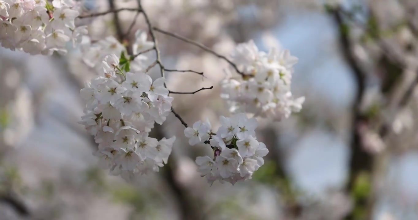 樱花盛开特写镜头4K视频素材