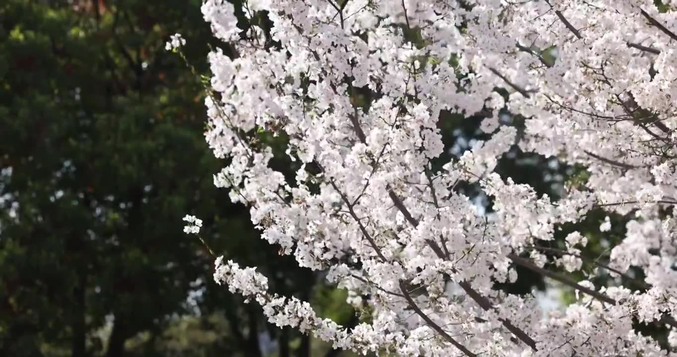 阳光照射下的樱花树4K视频素材