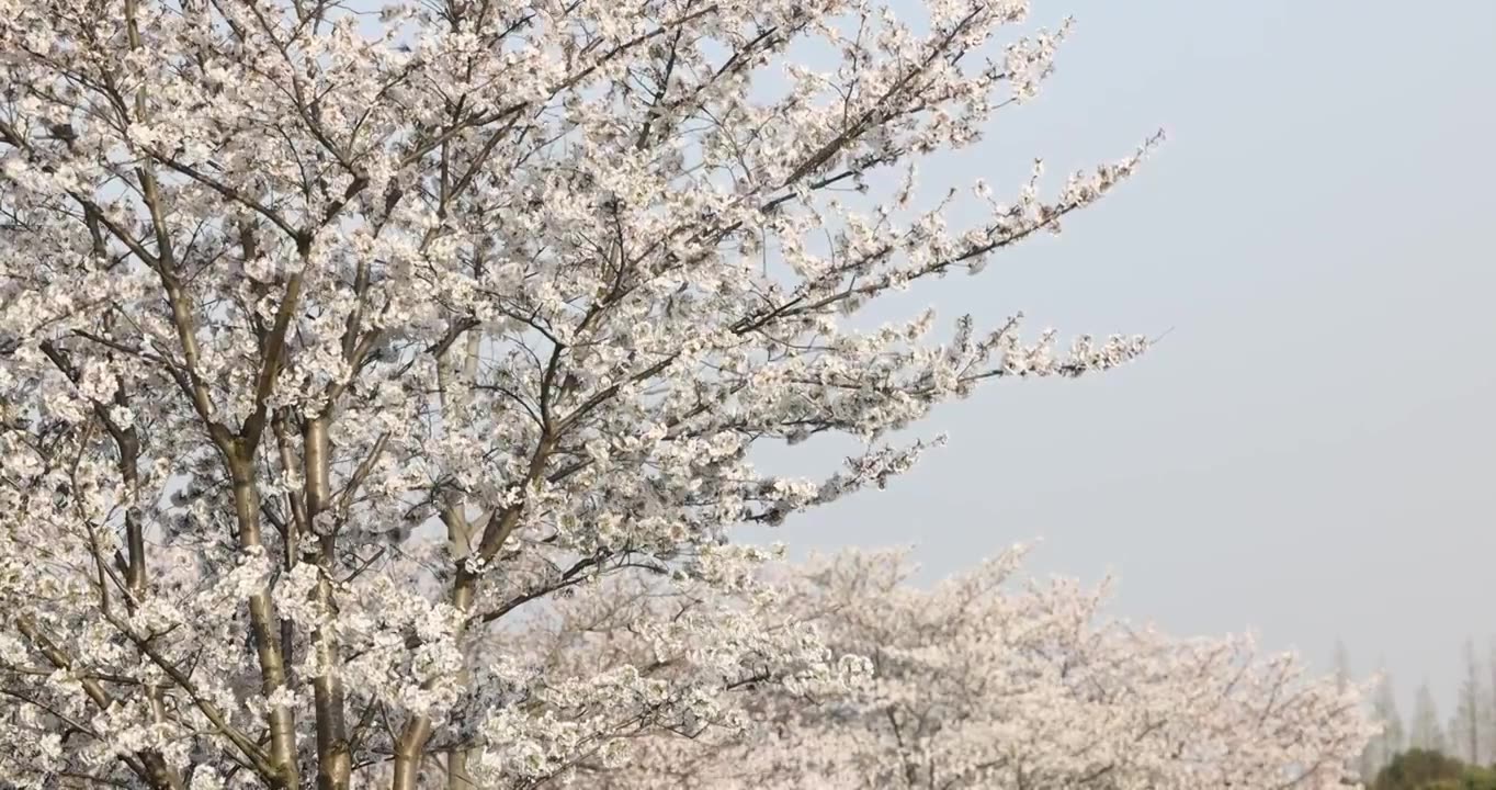 阳光照射下的樱花树4K视频素材