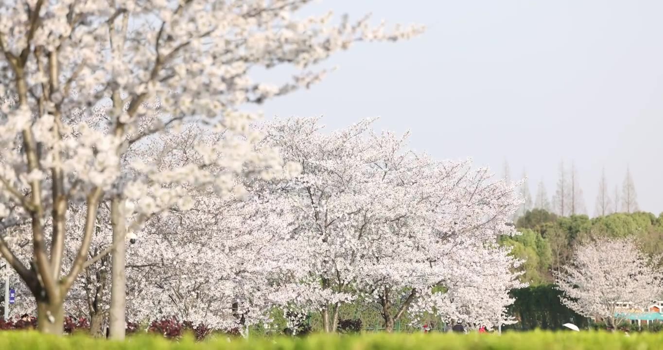 顾村公园成片的樱花树林4K视频素材