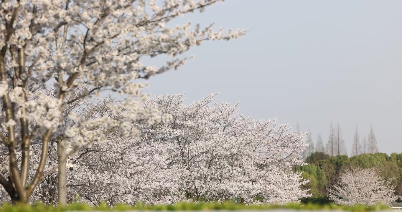 顾村公园成片的樱花树林4K视频素材