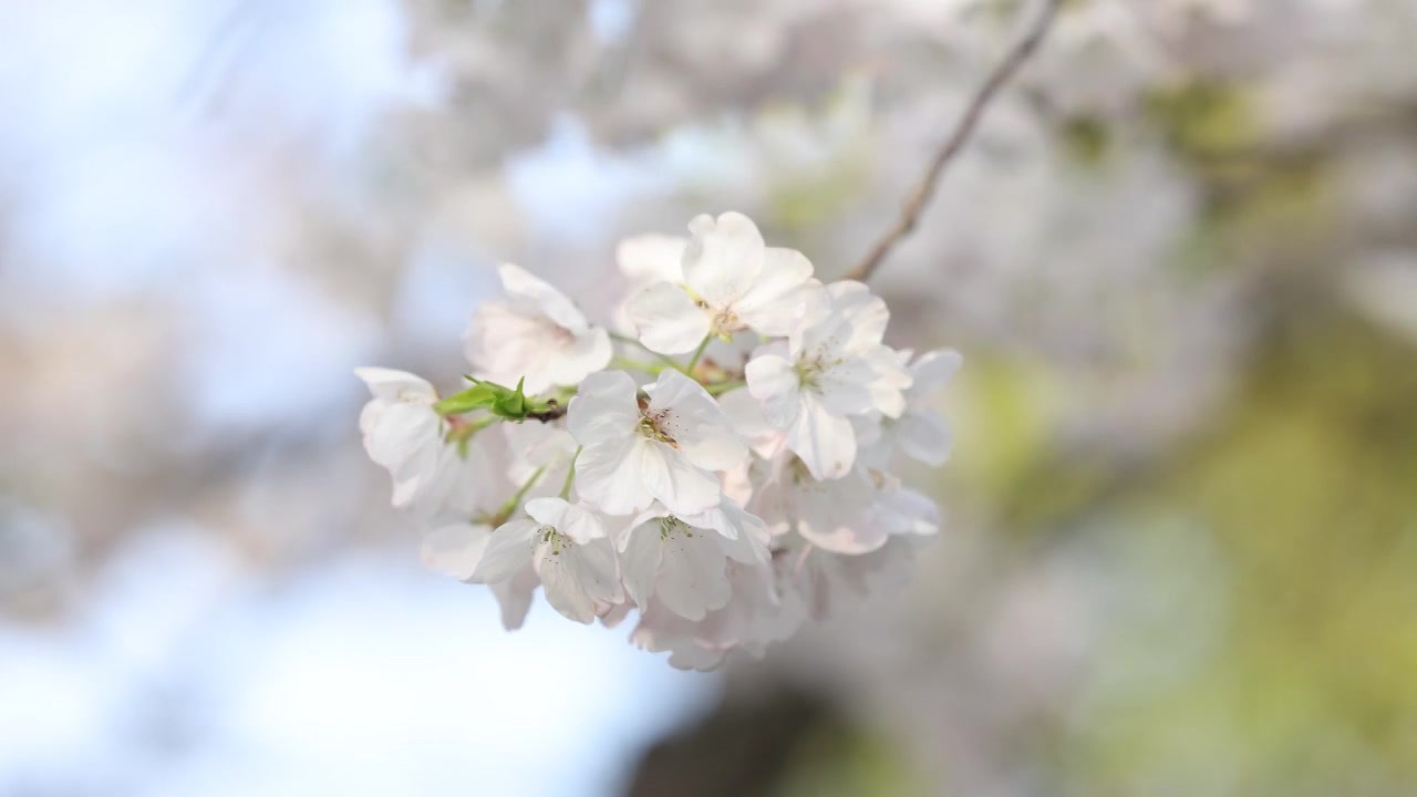 樱花盛开特写镜头8K视频素材