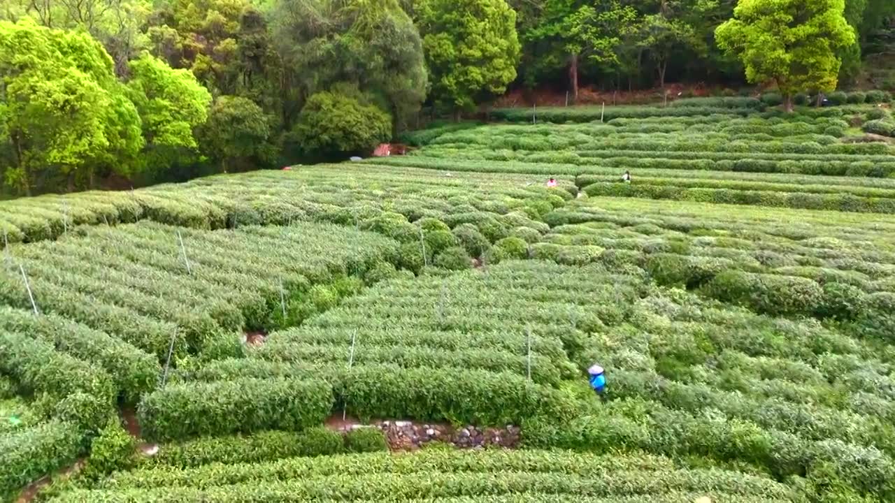 杭州春天龙井采茶明前茶航拍视频下载