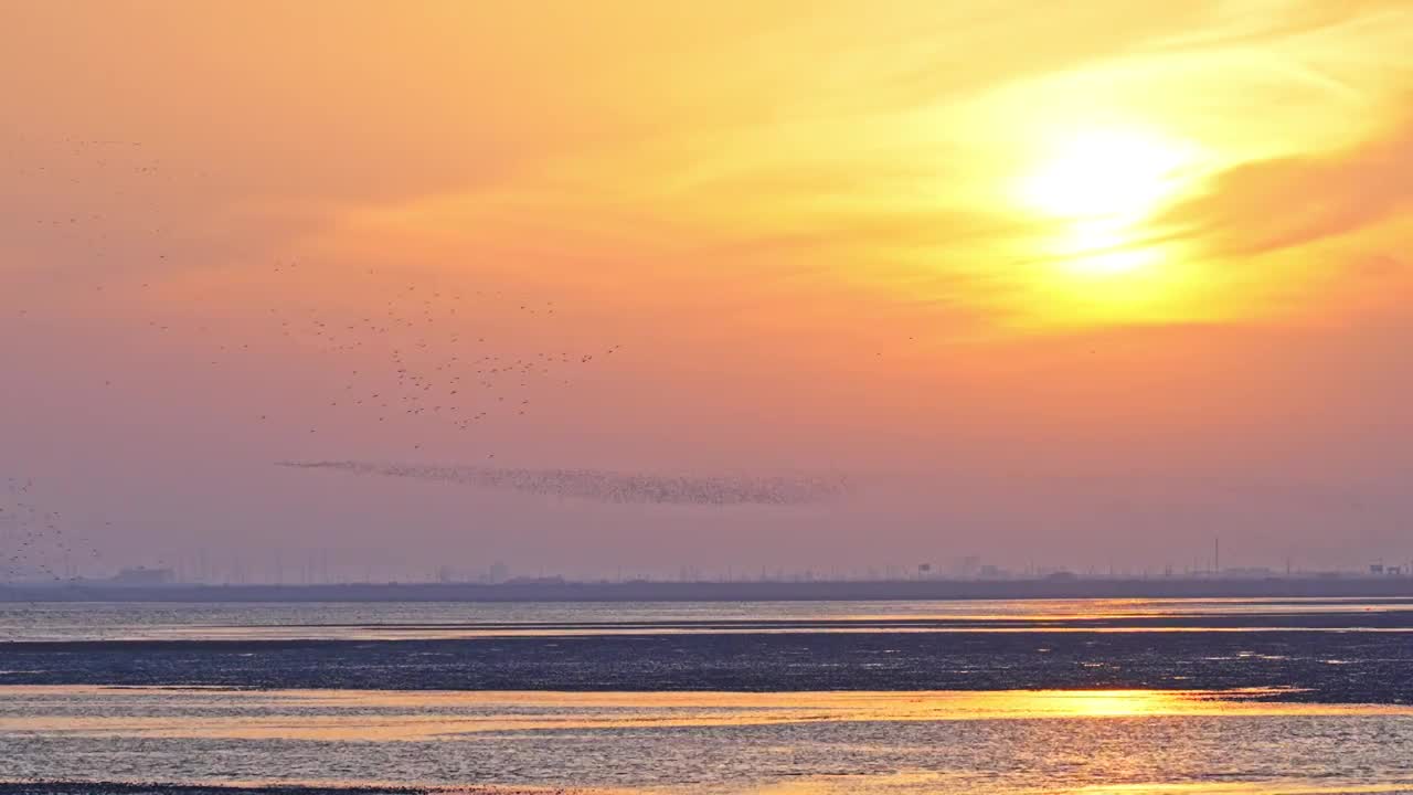 【合集】夕阳下鸟浪视频素材