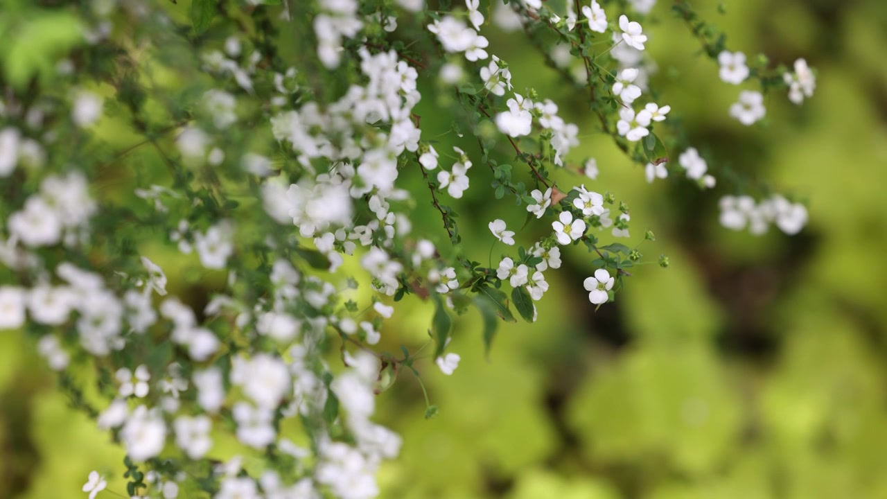 花园里白色的小花8K视频素材