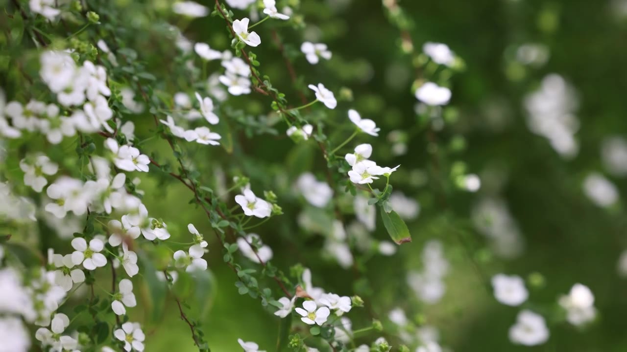 花园里白色的小花8K视频素材