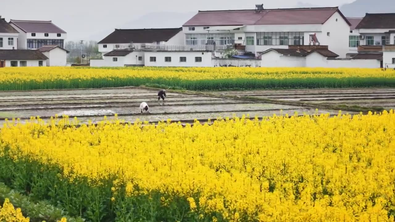 春天里陕西汉中新农村辛勤耕作的农民视频素材