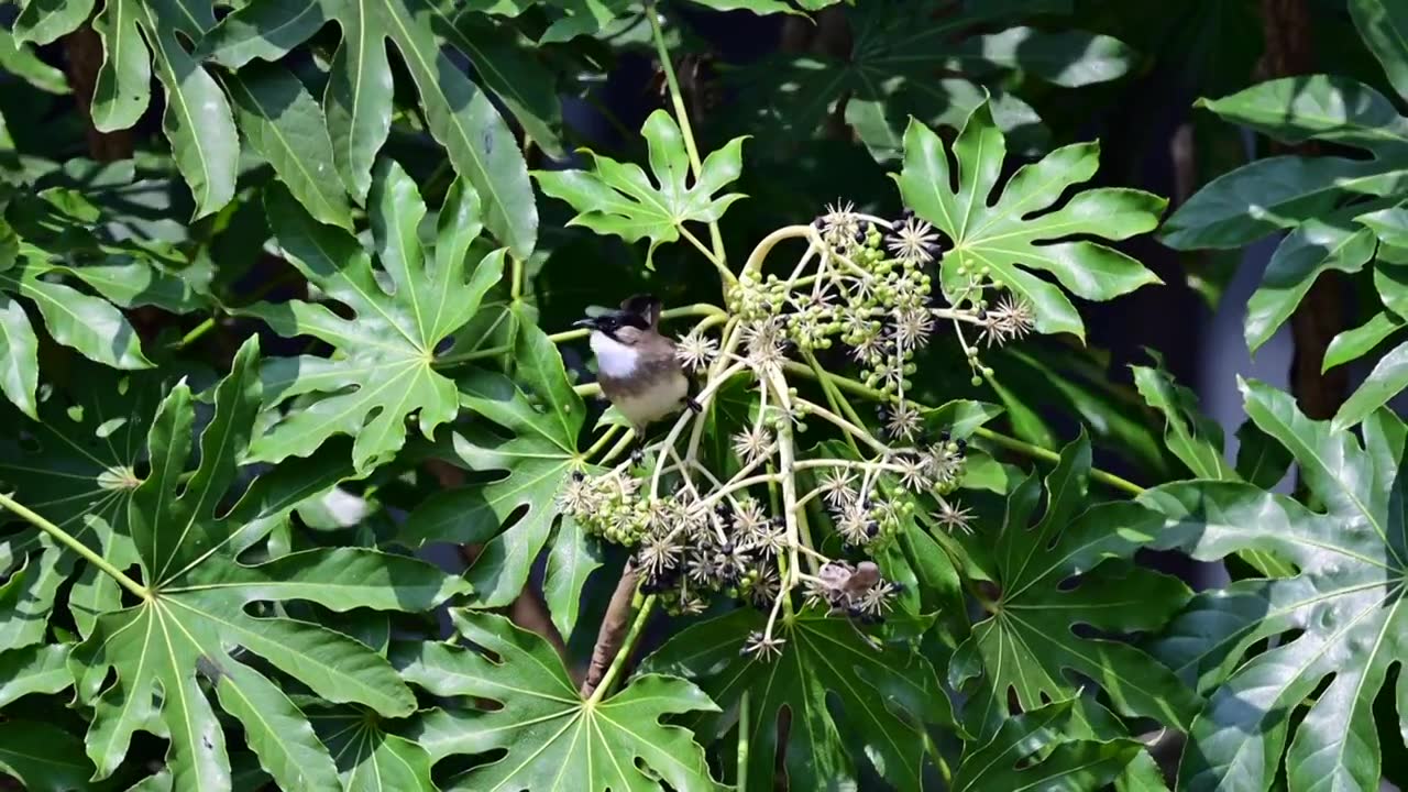 黄臀鹎八角金盘视频素材