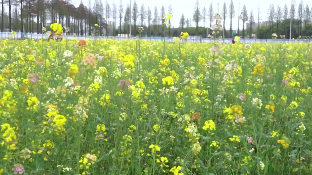 彩色油菜花视频下载