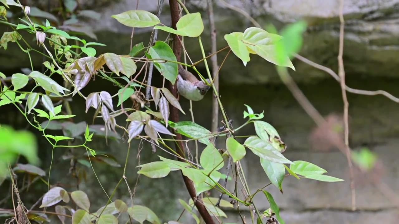 藤蔓上的栗耳凤鹛视频素材