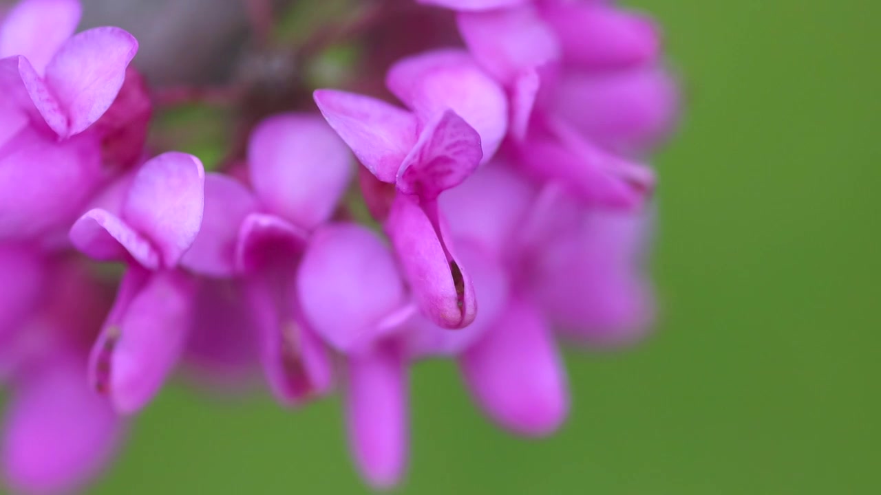 紫荆花视频素材