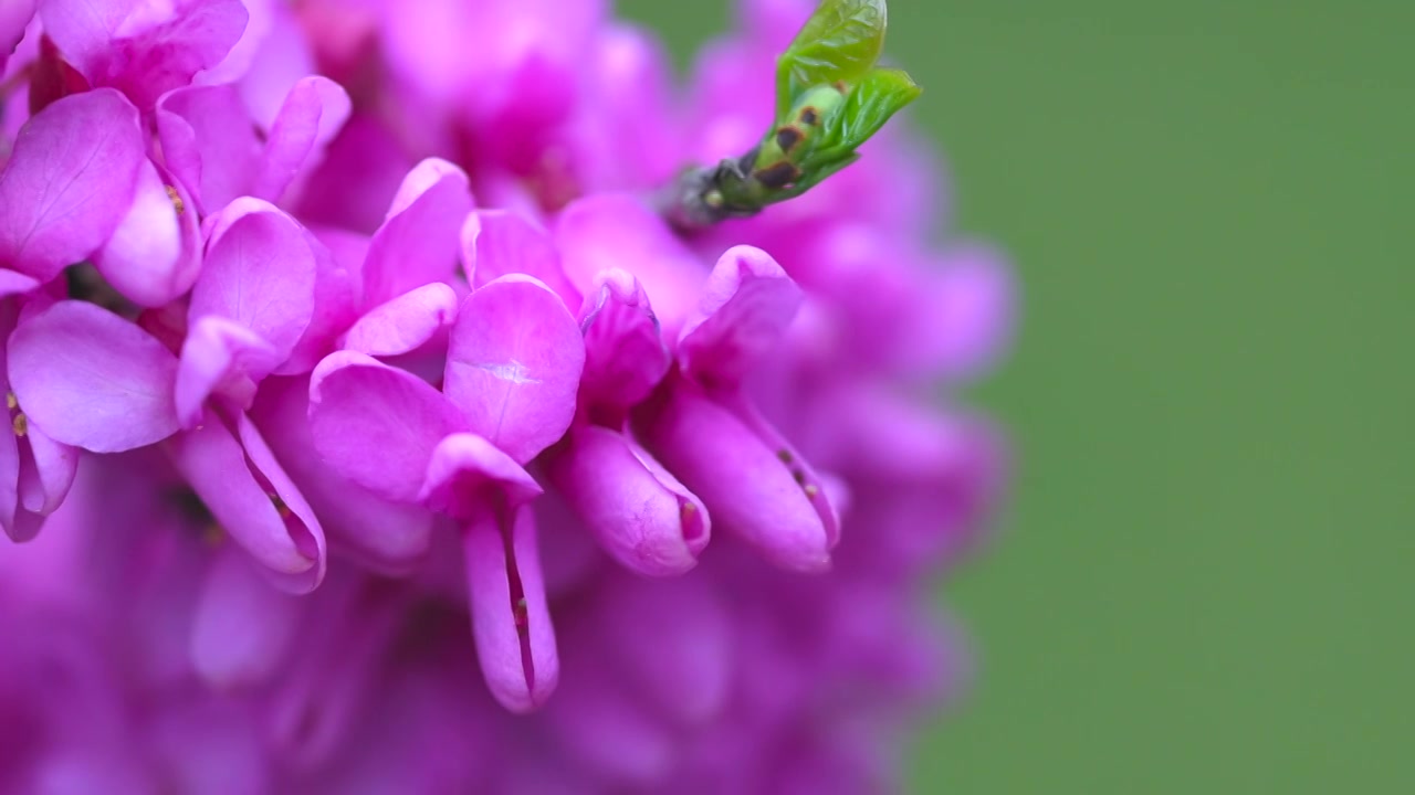 紫荆花视频素材