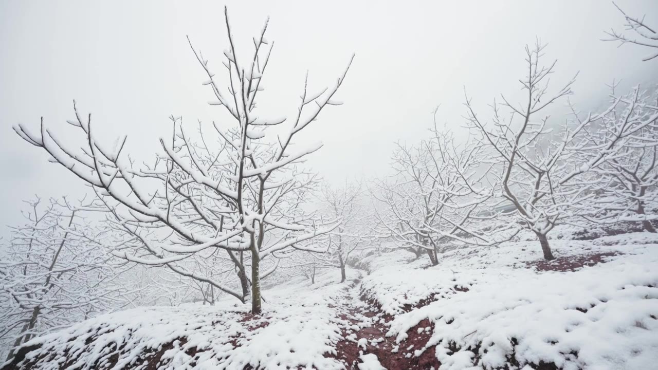 成都龙泉山冬季森林公园下雪视频素材