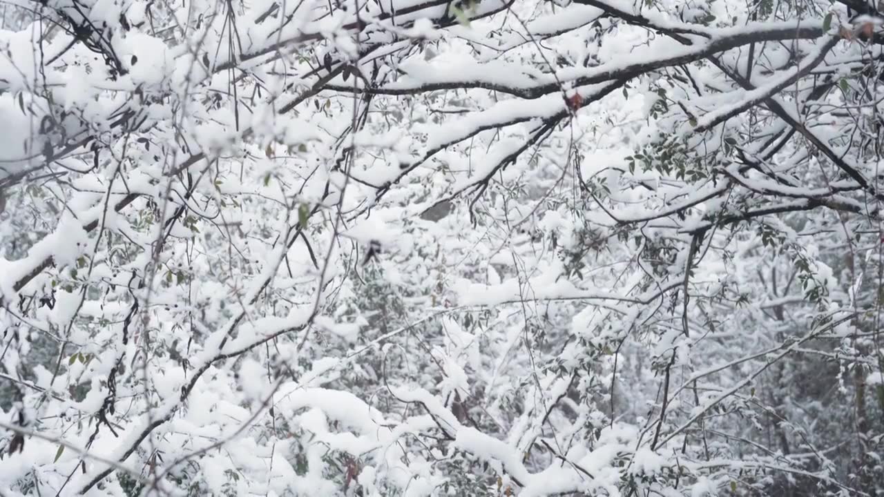 成都龙泉山冬季森林公园下雪视频素材