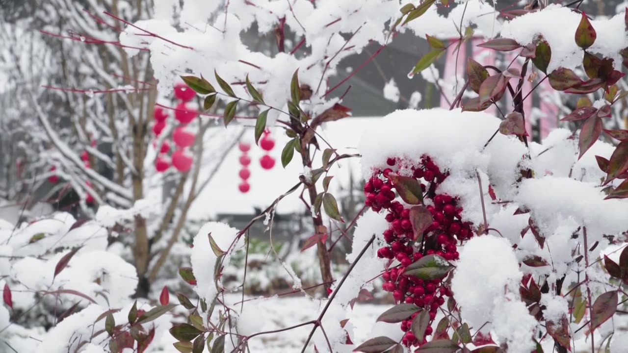 成都龙泉山冬季森林公园下雪视频素材