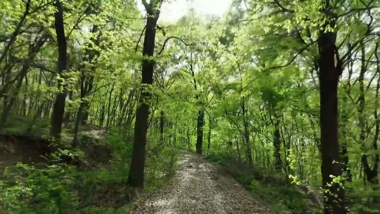 春天清新森林的阳光光影和前进的小路视频素材