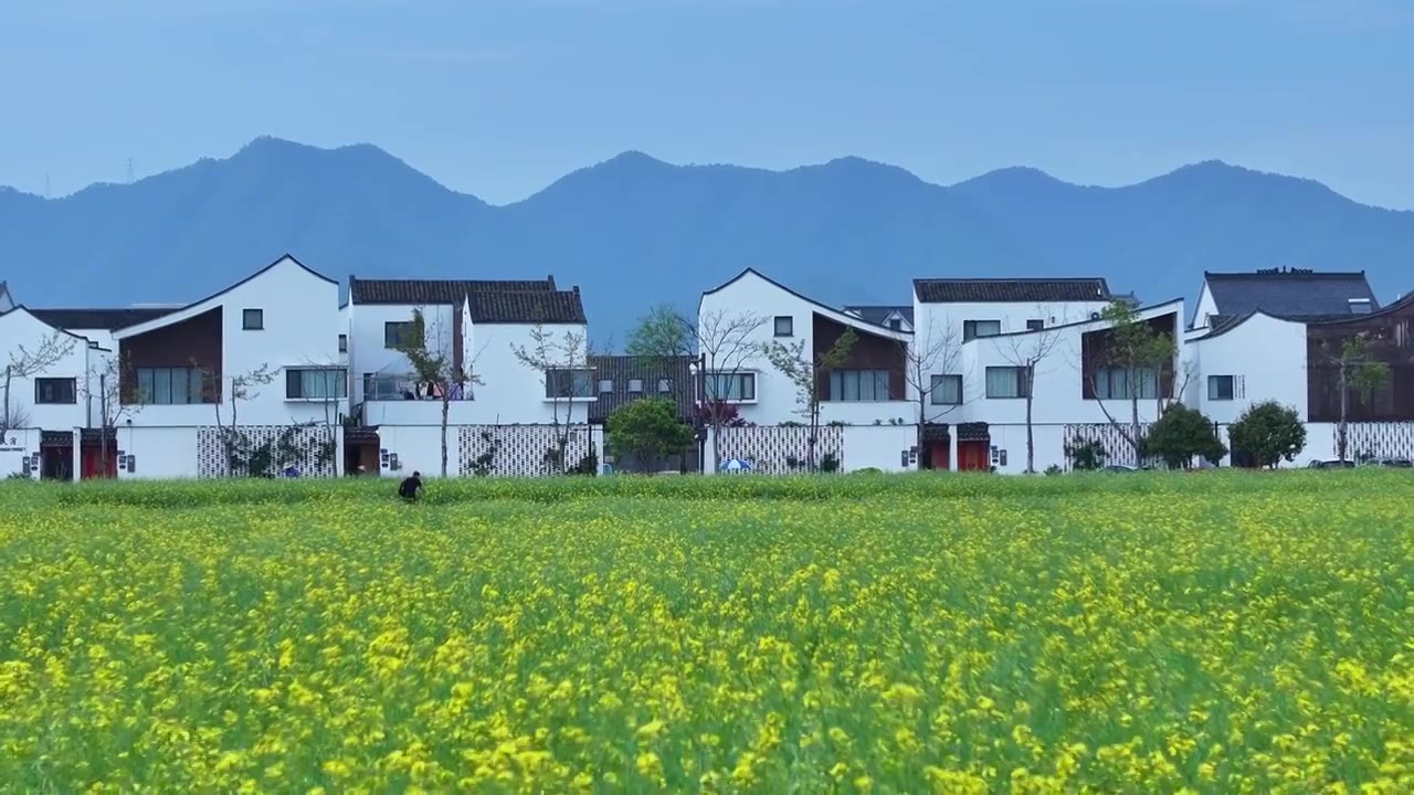 浙江杭州富阳东梓关村油菜花航拍视频素材