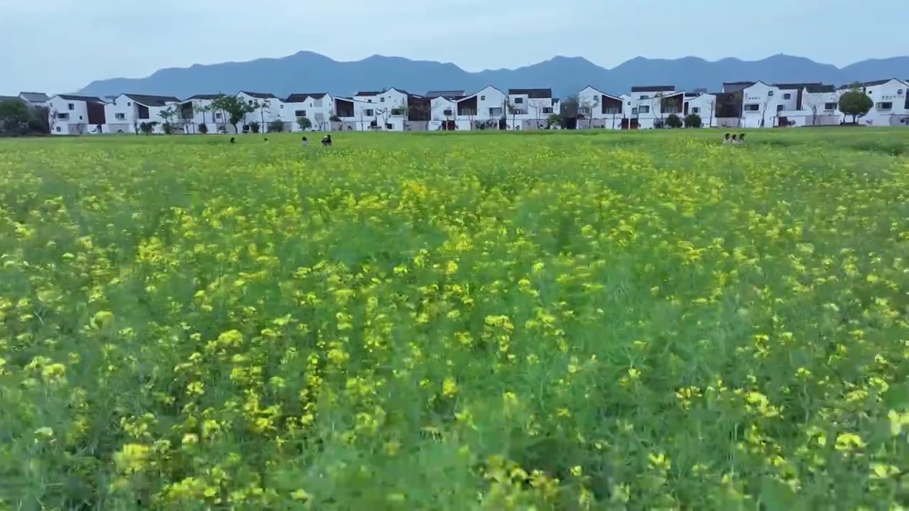 浙江杭州富阳东梓关村油菜花航拍视频下载