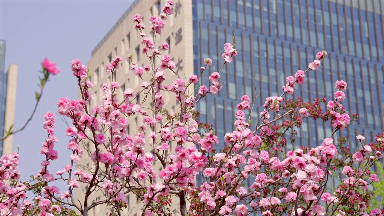 北京春天 元大都遗址公园 盛开的海棠花与背景的高大建筑视频素材