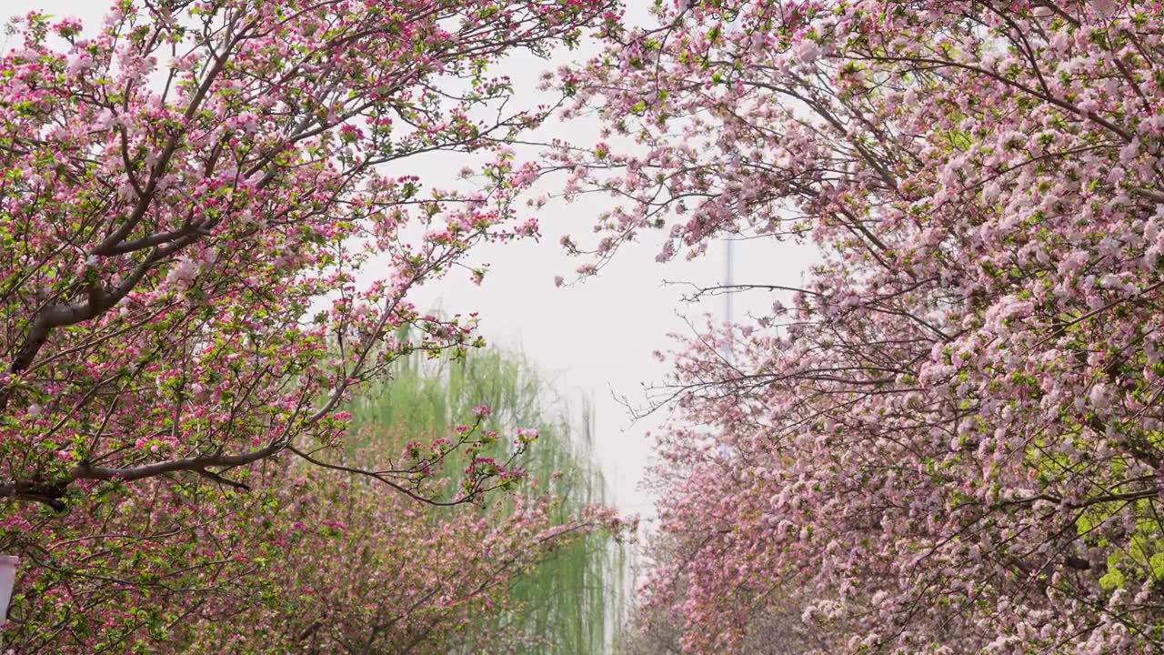 北京春天 元大都遗址公园 海棠花海视频素材