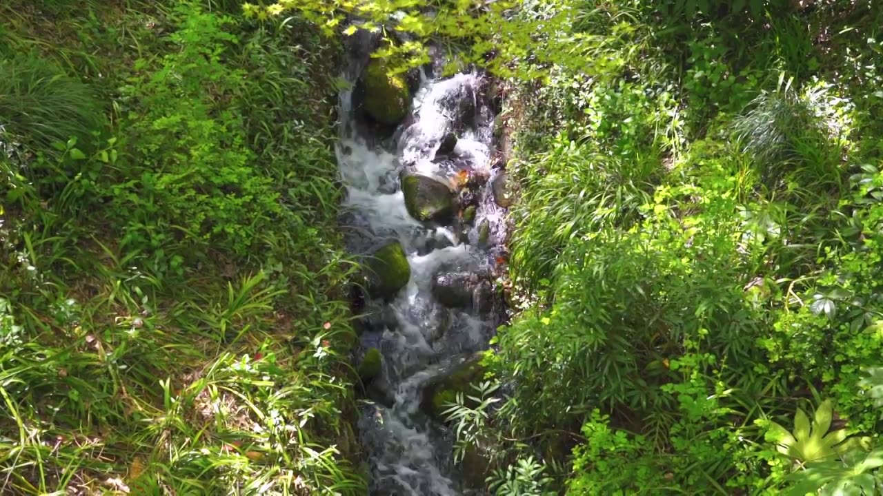 春天的山涧溪流水流自然风景视频素材