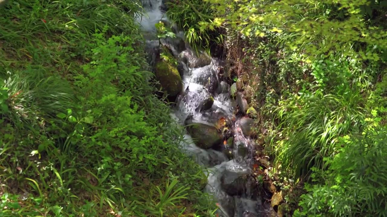 春天的山涧溪流水流自然风景视频素材