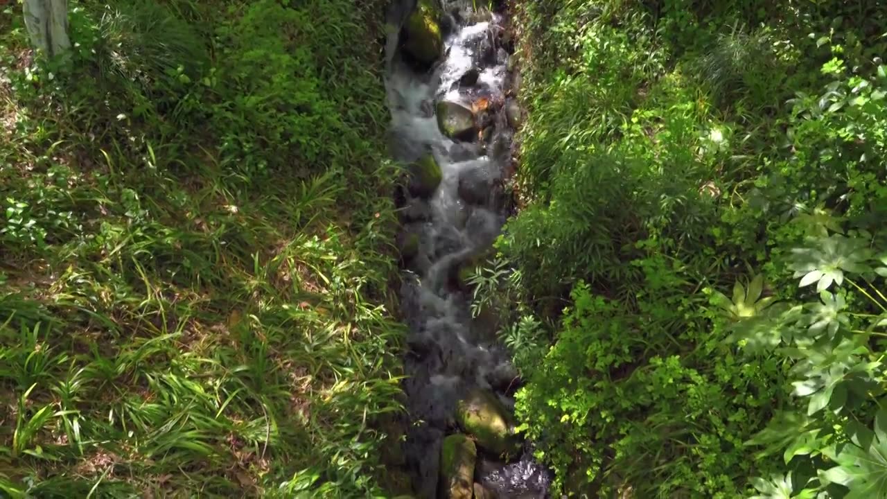 春天的山涧溪流水流自然风景视频素材