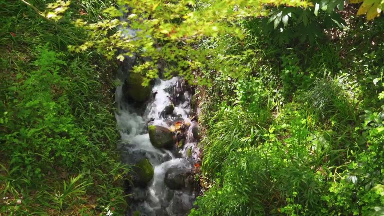 春天的山涧溪流水流自然风景视频素材