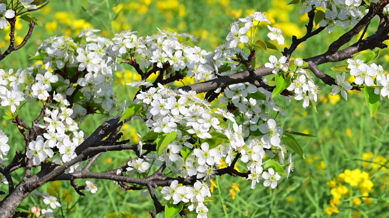 梨花视频素材