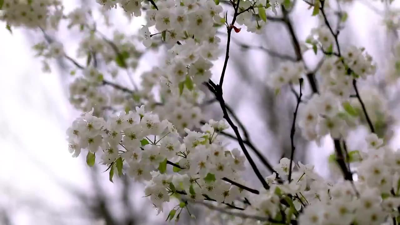 春天梨花开满枝头特写视频素材