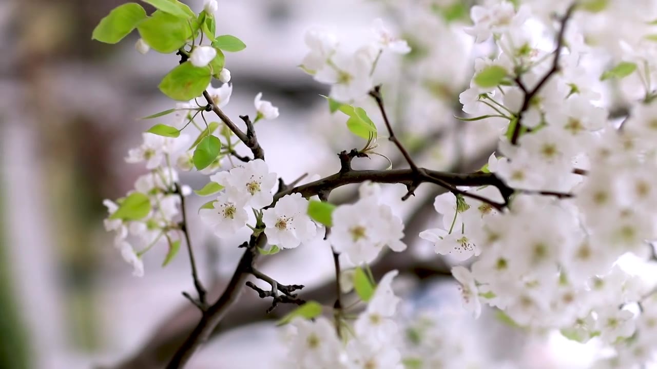 春天梨花开满枝头特写视频素材