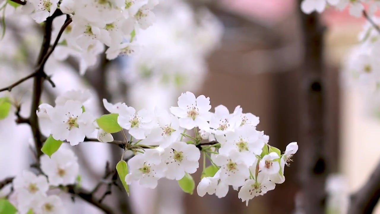 春天梨花开满枝头特写视频素材