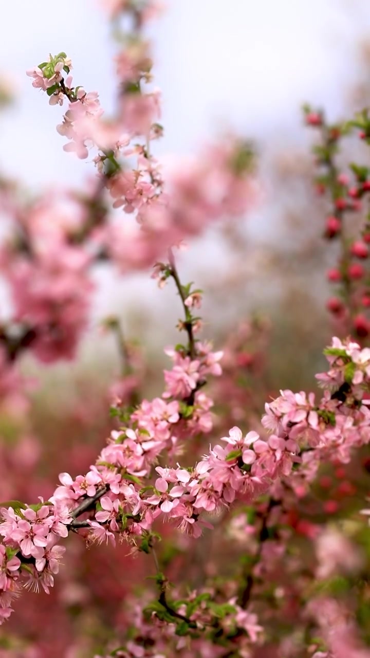 春天桃花开满枝头特写视频素材