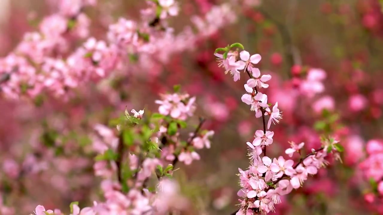 春天桃花开满枝头特写视频素材