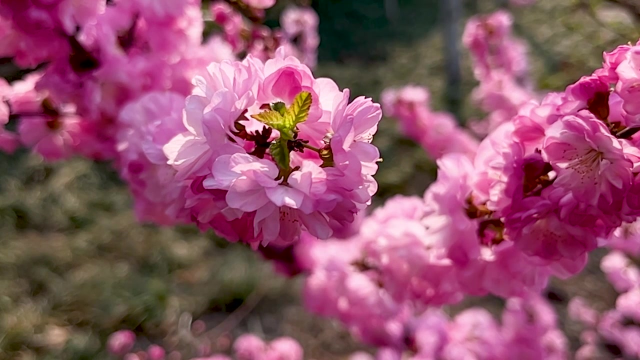 春天粉色红梅盛开的花朵蜜蜂采蜜忙碌的身影视频素材