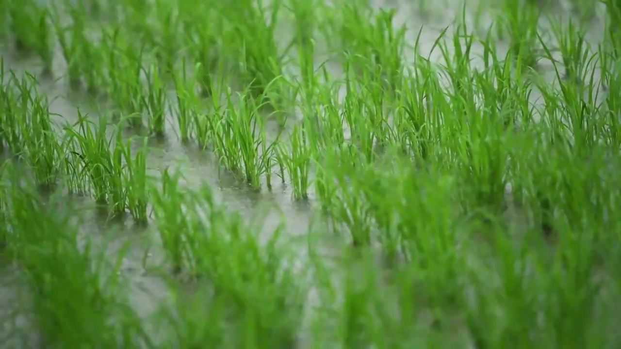 下雨天稻田里的秧苗视频素材