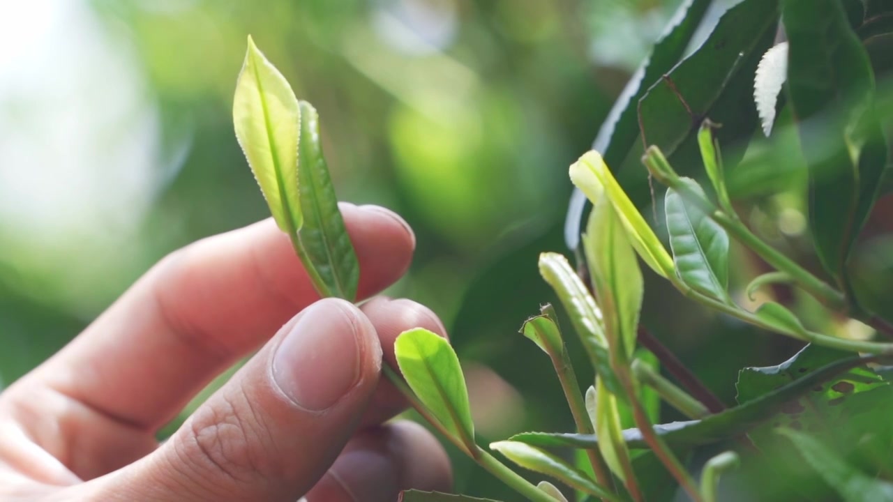 杭州西湖龙井翁家山茶园中春天新发芽的茶叶嫩芽采茶视频下载