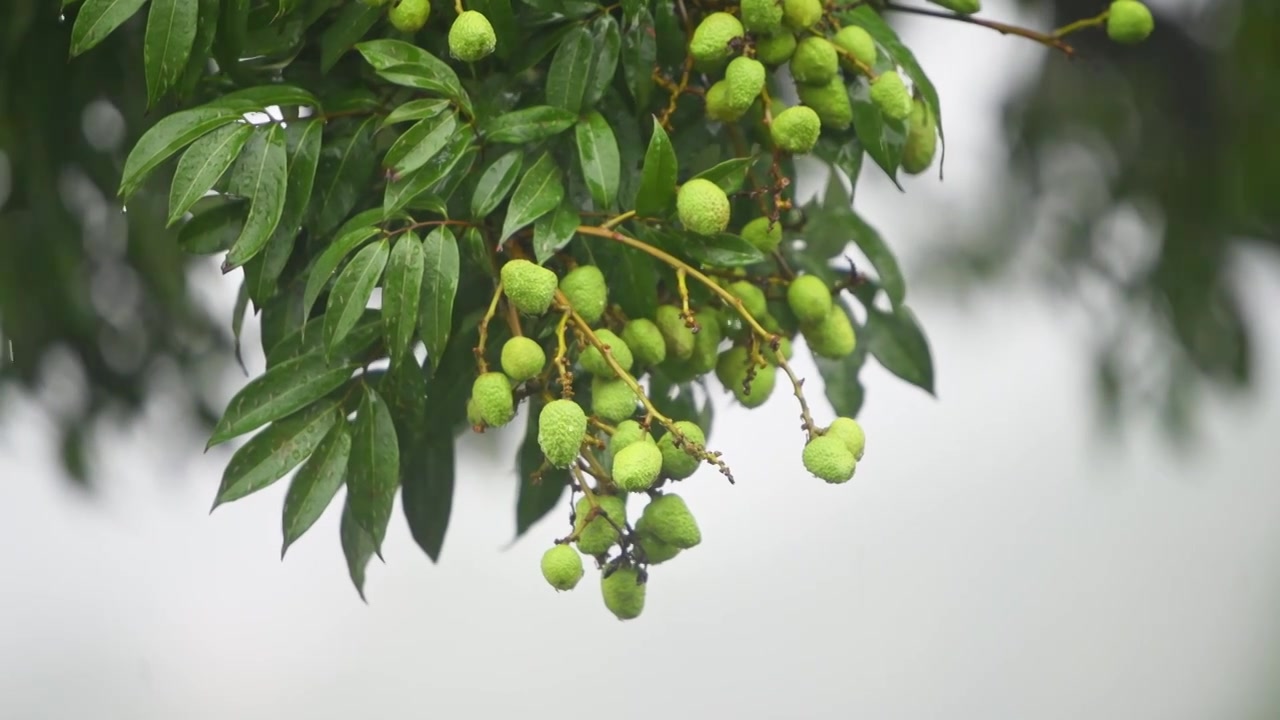 雨落在荔枝树上视频素材