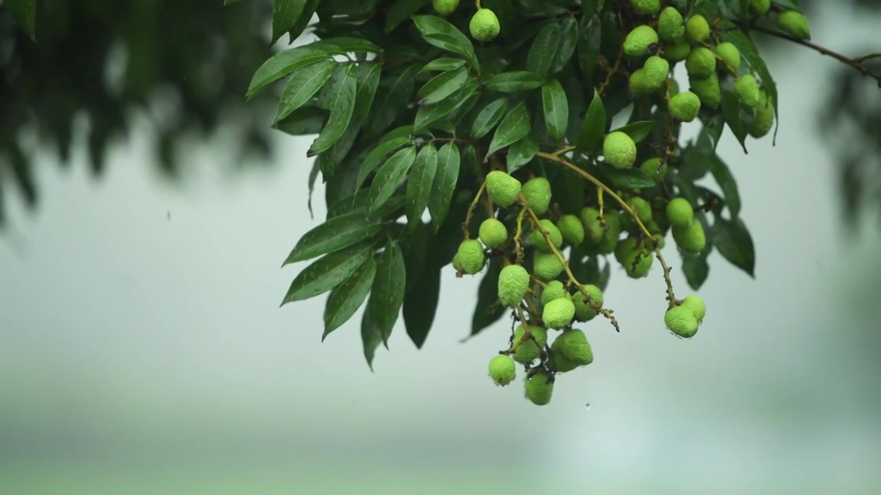 雨落在荔枝树上视频素材