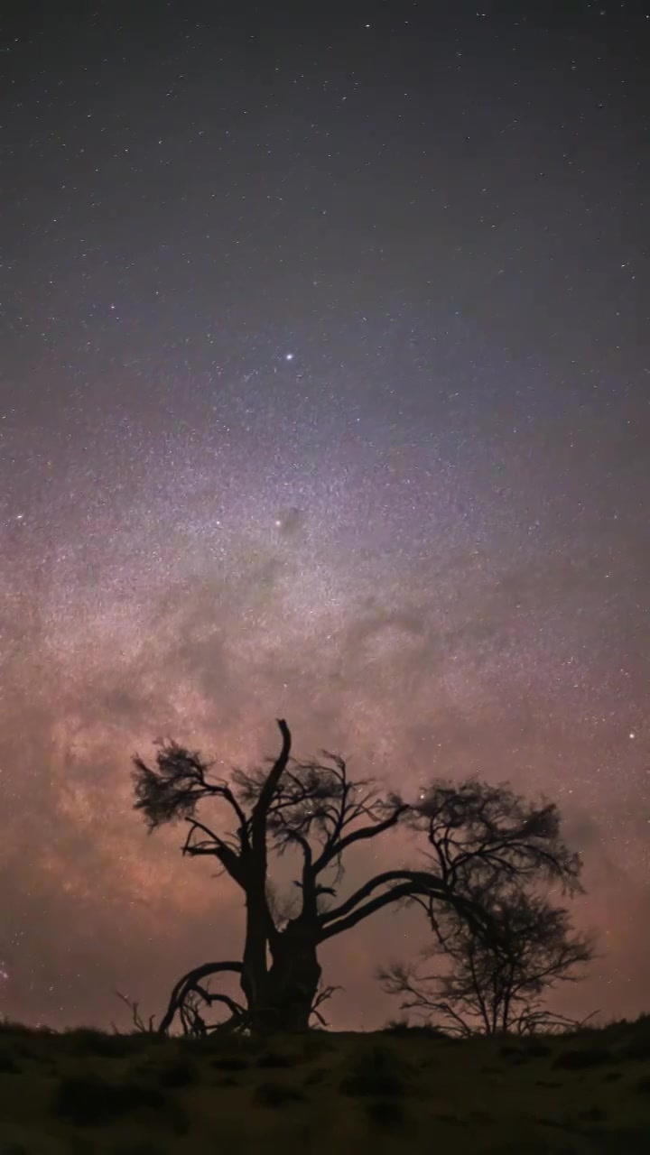 沙漠孤树长焦银河星空延时视频下载