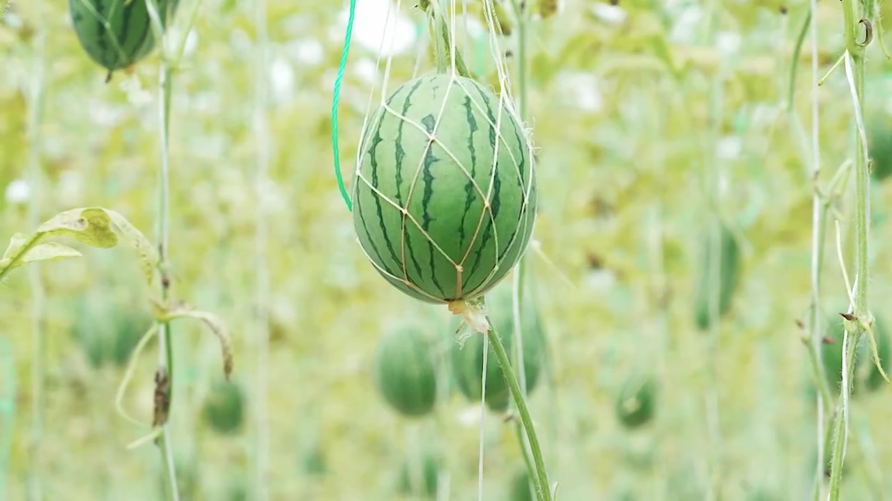 小西瓜挂果立体种植视频下载